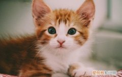 猫咪冬天能洗澡吗? 猫夏天洗澡可以自然晾干吗
