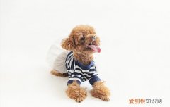 泰迪可以吃杏子吗 泰迪吃杏子会怎么样