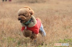 泰迪的指甲怎么剪 泰迪指甲修剪方法