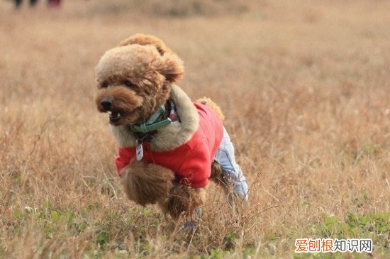 泰迪的指甲怎么剪 泰迪指甲修剪方法