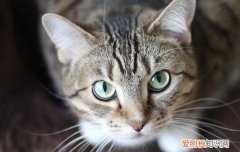 猫咪总撒尿怎么回事 猫咪驱虫后乱尿是怎么回事
