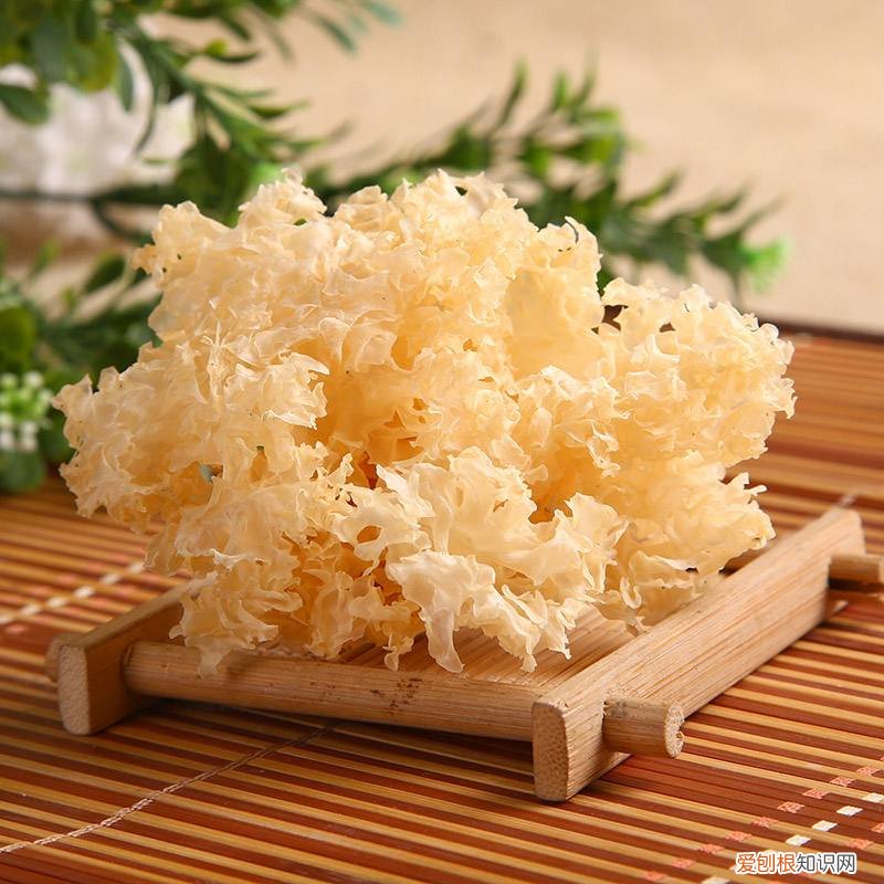 雪耳和银耳的区别 如何挑选优质银耳