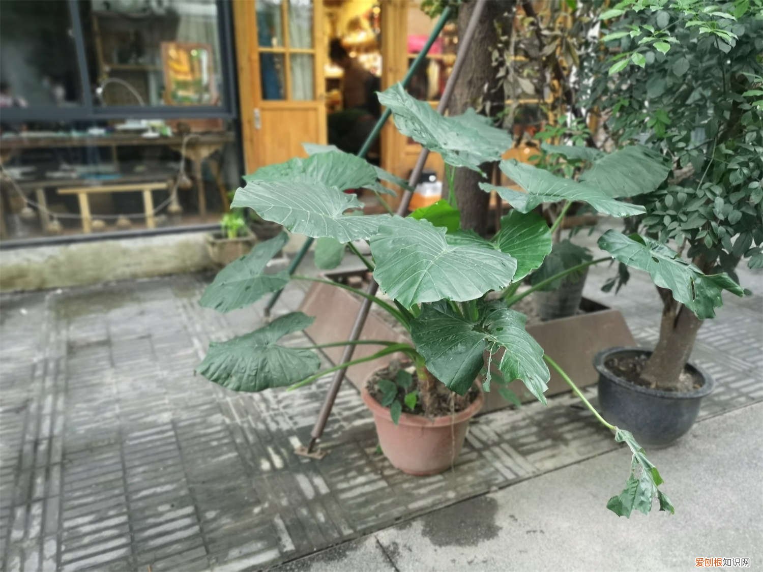 滴水观音 水培 滴水观音水培转土培