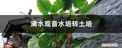 滴水观音 水培 滴水观音水培转土培