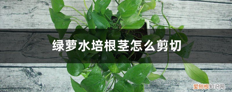 绿萝从哪里剪茎水培 绿萝水培根茎怎么剪切