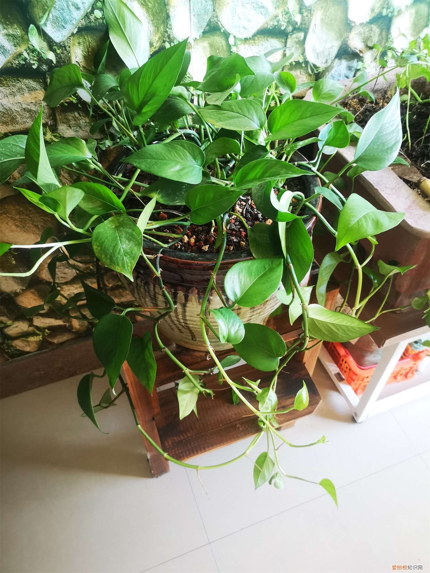 绿萝从哪里剪茎水培 绿萝水培根茎怎么剪切