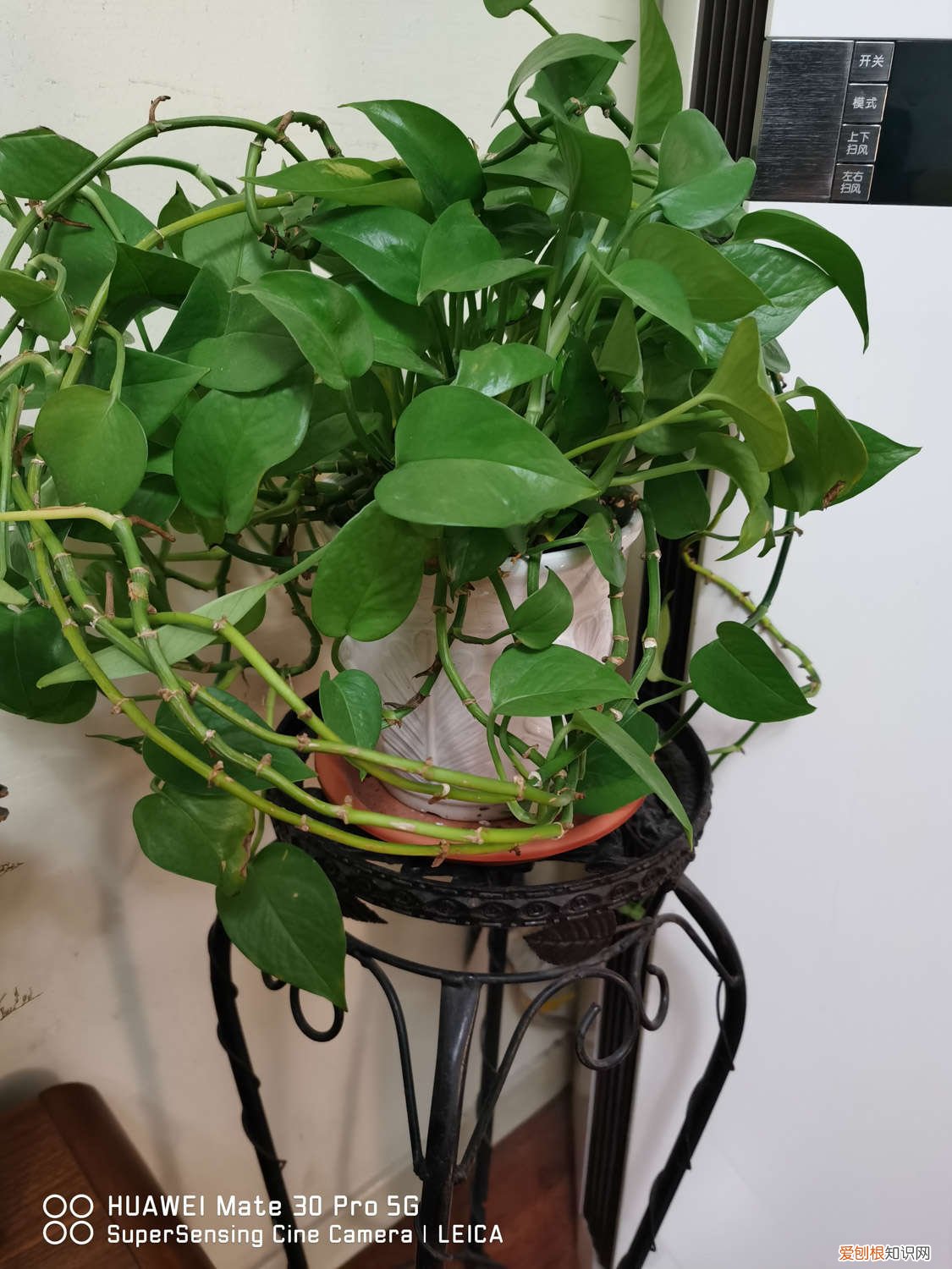绿萝从哪里剪茎水培 绿萝水培根茎怎么剪切
