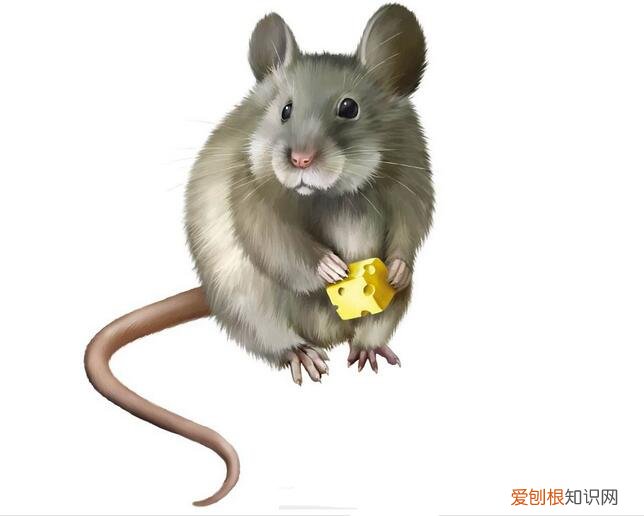 家里有老鼠怎么办 老鼠夹使用注意事项