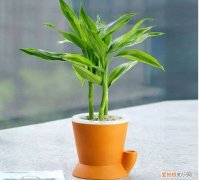 富贵竹养几根才最好 养殖富贵竹的注意事项