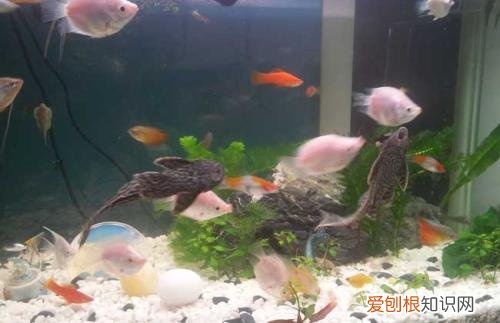 清道夫吃什么 清道夫鱼好养吗