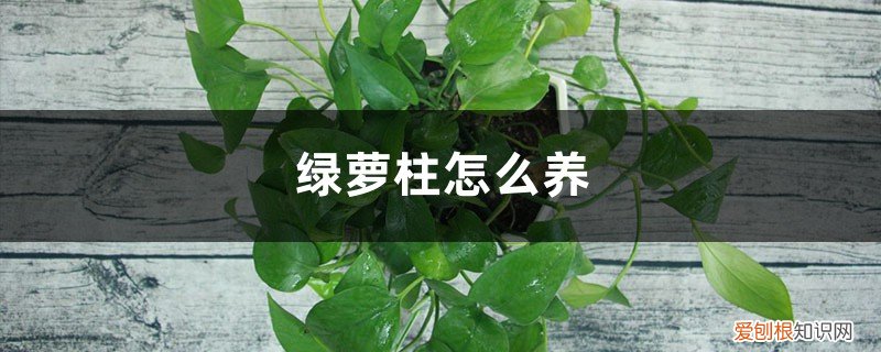 绿萝柱怎么养才能更旺盛绿萝用什么肥 绿萝柱怎么养