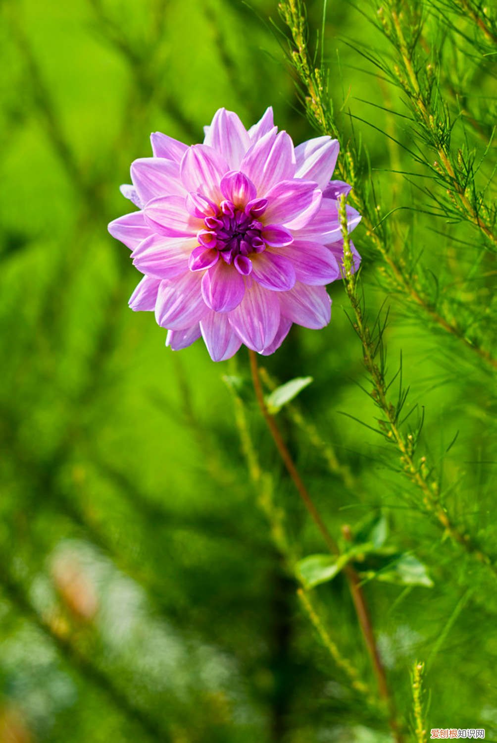 大丽花 种植方法 大丽花种球种植方法