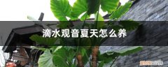 水培滴水观音冬天怎么养 滴水观音夏天怎么养