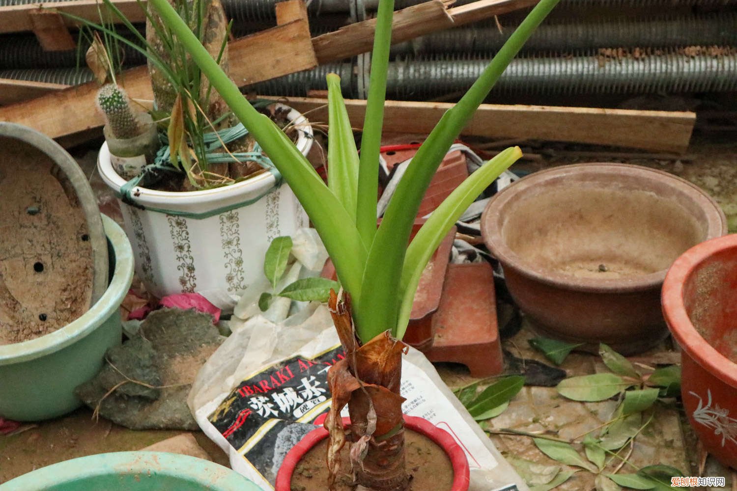 滴水观音开花结果怎么处理 滴水观音开花后怎么办