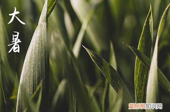 2023大暑节气是在几月几日