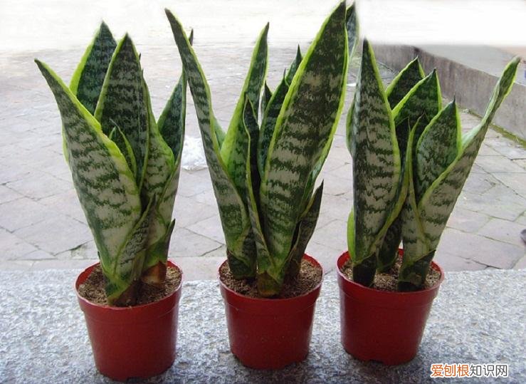 虎皮兰适合放在卧室吗 虎皮兰有什么好处