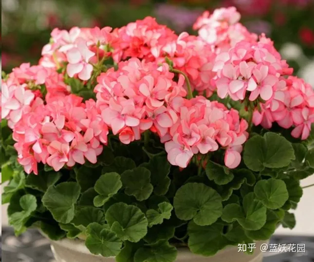 花卉蓝精灵怎么养，蓝妖：养花新手必会的4个养花技巧，从此告别植物杀手！