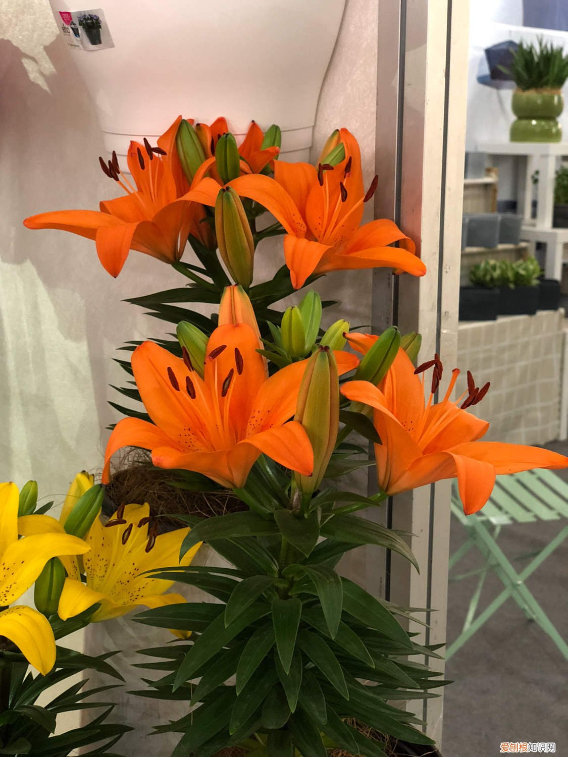 买回来的百合花怎么种 新买来的百合花怎么养