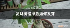 发财树锯了头能长出芽吗 发财树锯掉后如何发芽