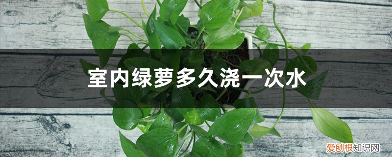 室内绿萝多久浇一次水冬天 室内绿萝多久浇一次水