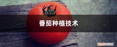 番茄种植技术和管理技术视频 番茄种植技术