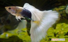 孔雀鱼生小鱼前兆 孔雀鱼生小鱼怎么养