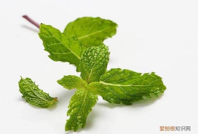薄荷叶可以减肥吗 薄荷叶泡水的禁忌
