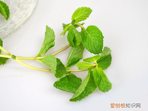 薄荷叶可以减肥吗 薄荷叶泡水的禁忌