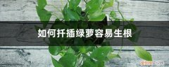 绿萝怎么扦插生根快 如何扦插绿萝容易生根