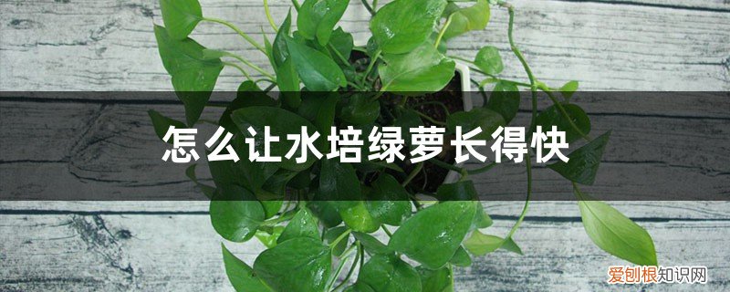 怎么让水培绿萝长得快点 怎么让水培绿萝长得快