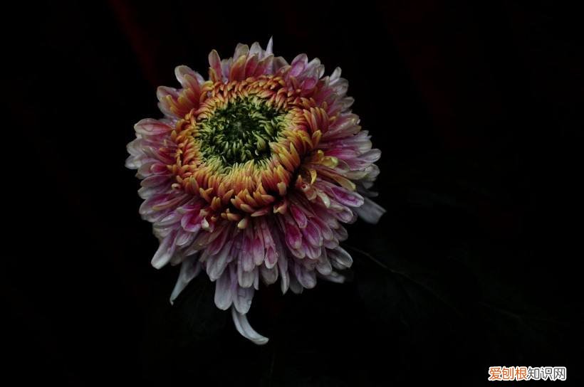 菊花有什么颜色 原来菊花如此缤纷多彩