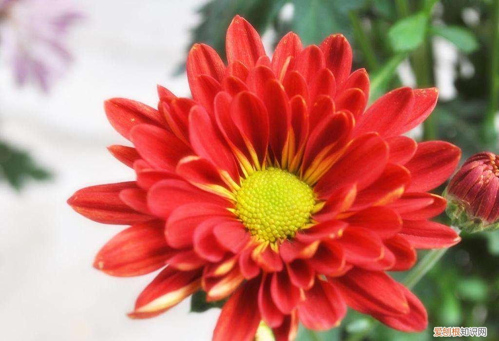菊花有什么颜色 原来菊花如此缤纷多彩