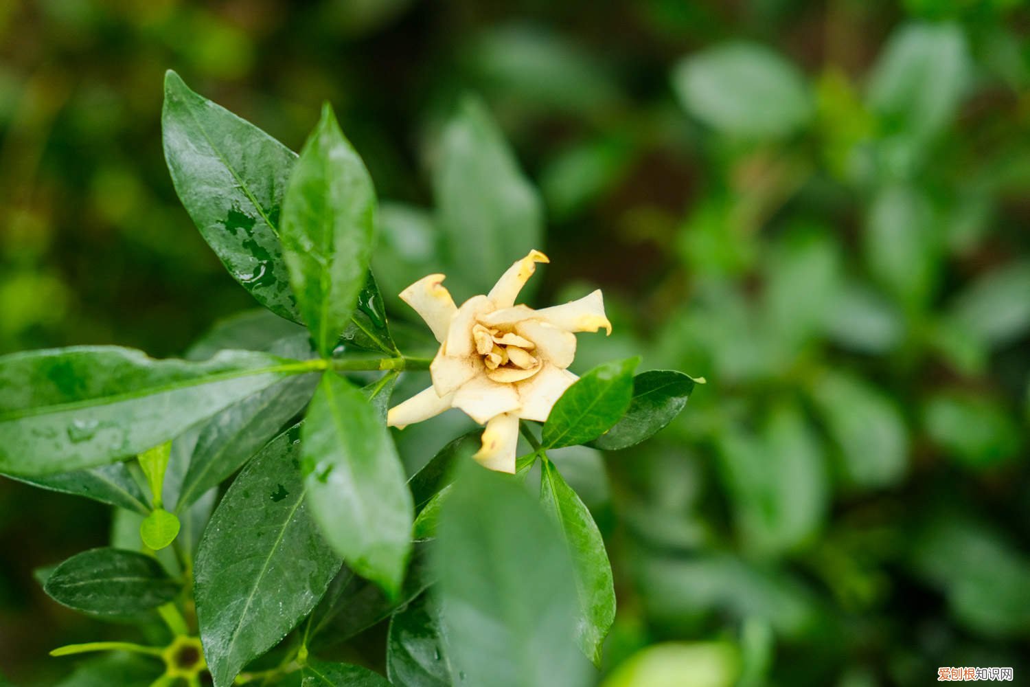 冬季栀子花几天浇一次水 栀子花几天浇一次水