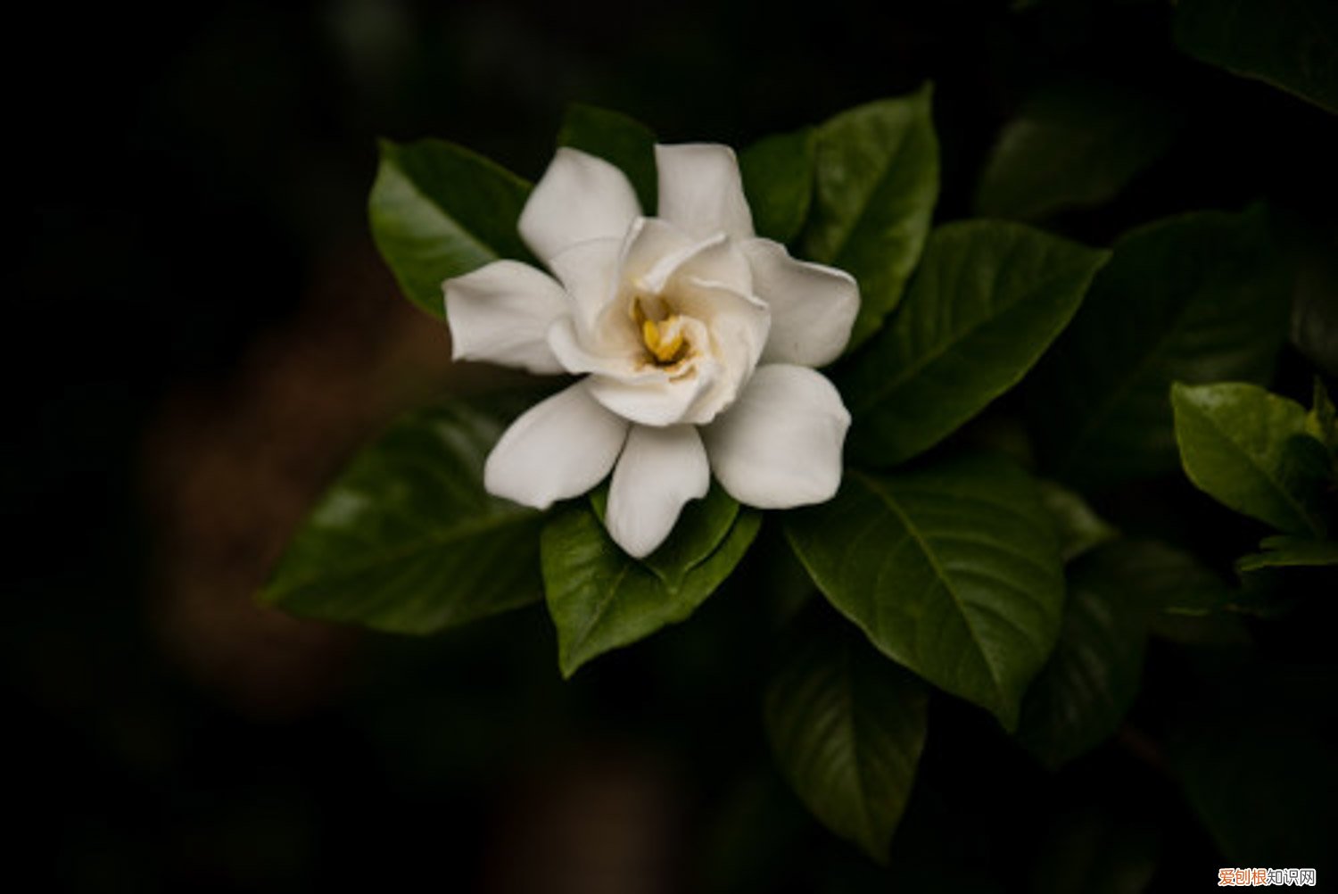 冬季栀子花几天浇一次水 栀子花几天浇一次水
