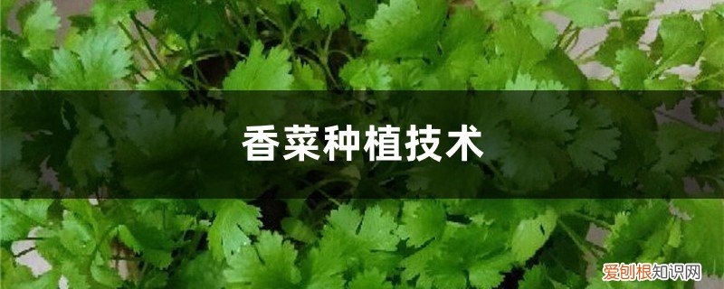 香菜种植技术及管理 香菜种植技术
