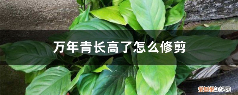 万年青长高了怎么修剪图片 万年青长高了怎么修剪