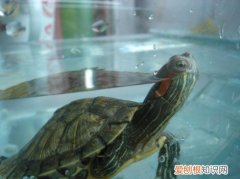 乌龟吃什么食物长得快 养乌龟需注意什么