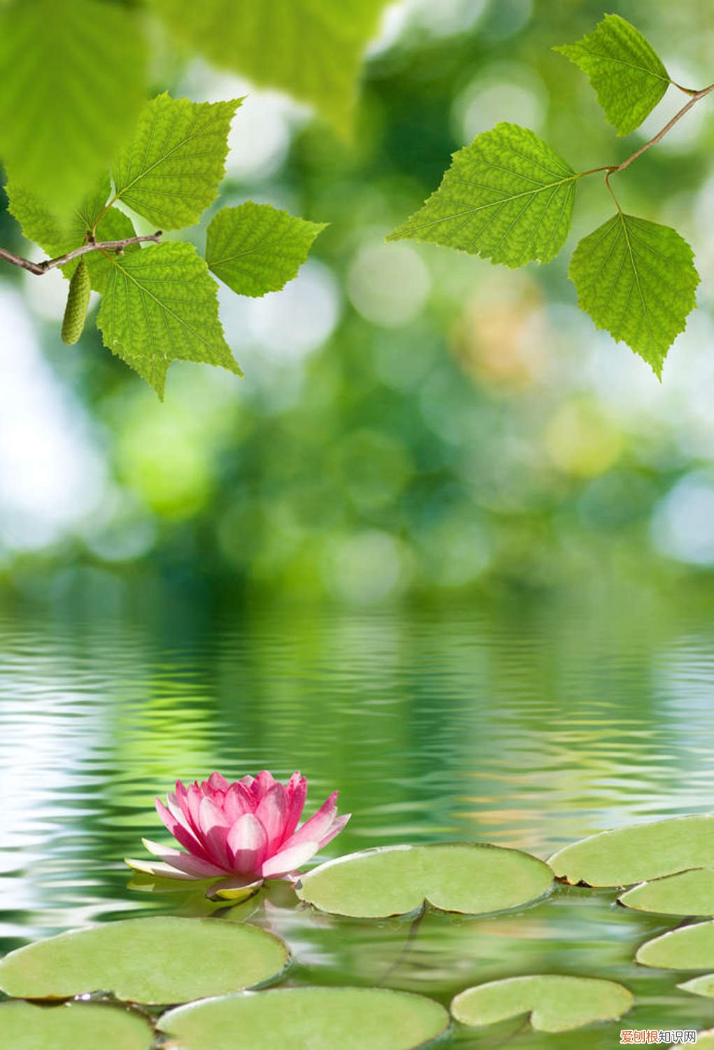 睡莲的种植方法带图 睡莲的种植方法