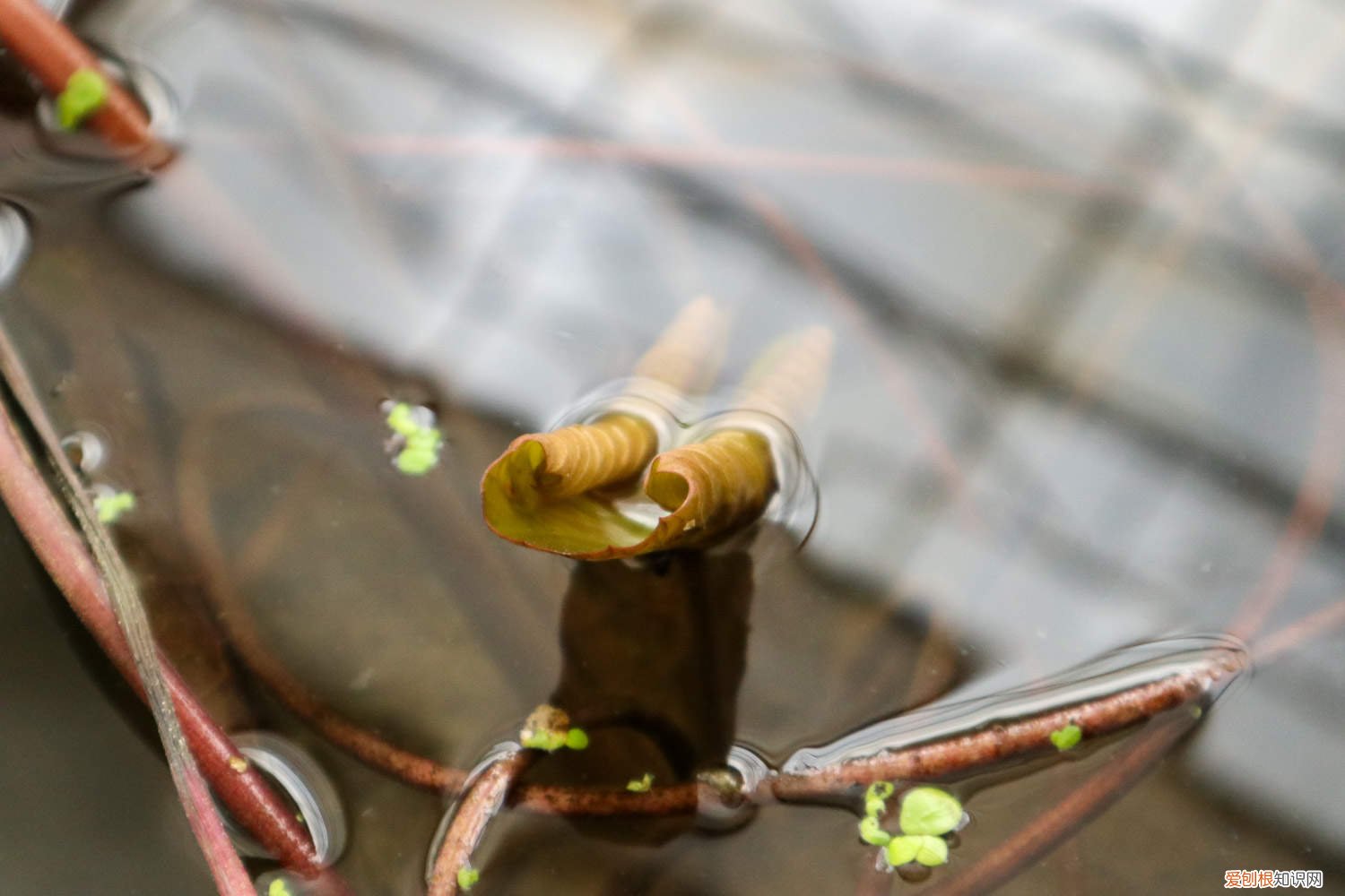 睡莲的种植方法带图 睡莲的种植方法