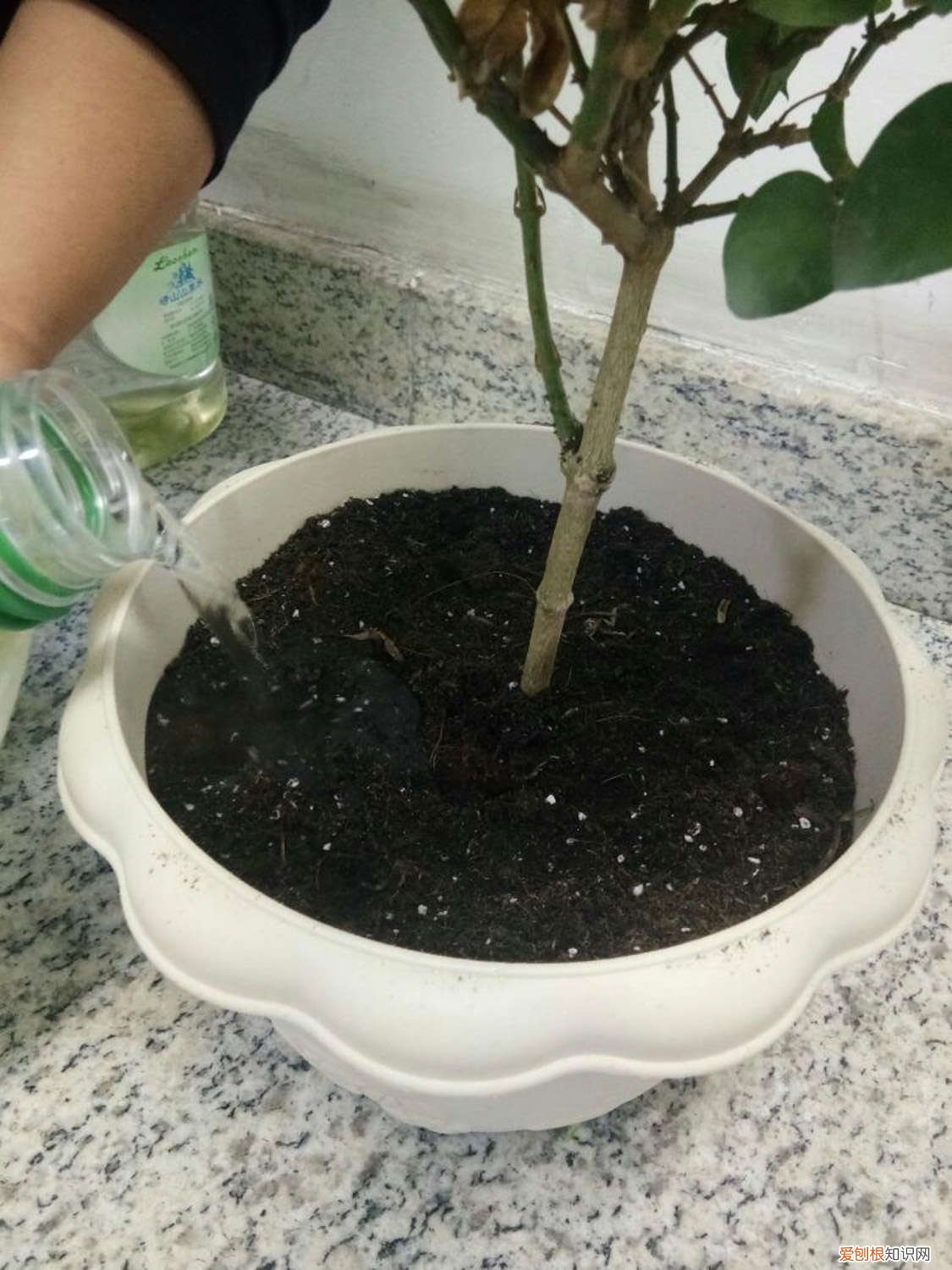 怎么能让茉莉多开花 怎么让茉莉多开花