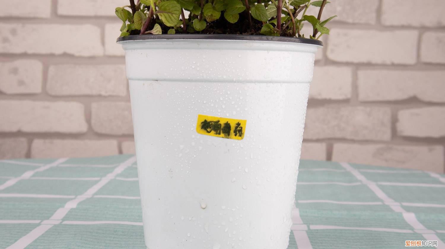 这花就是阳台小药箱，给点水就爆盆，人人都能种！