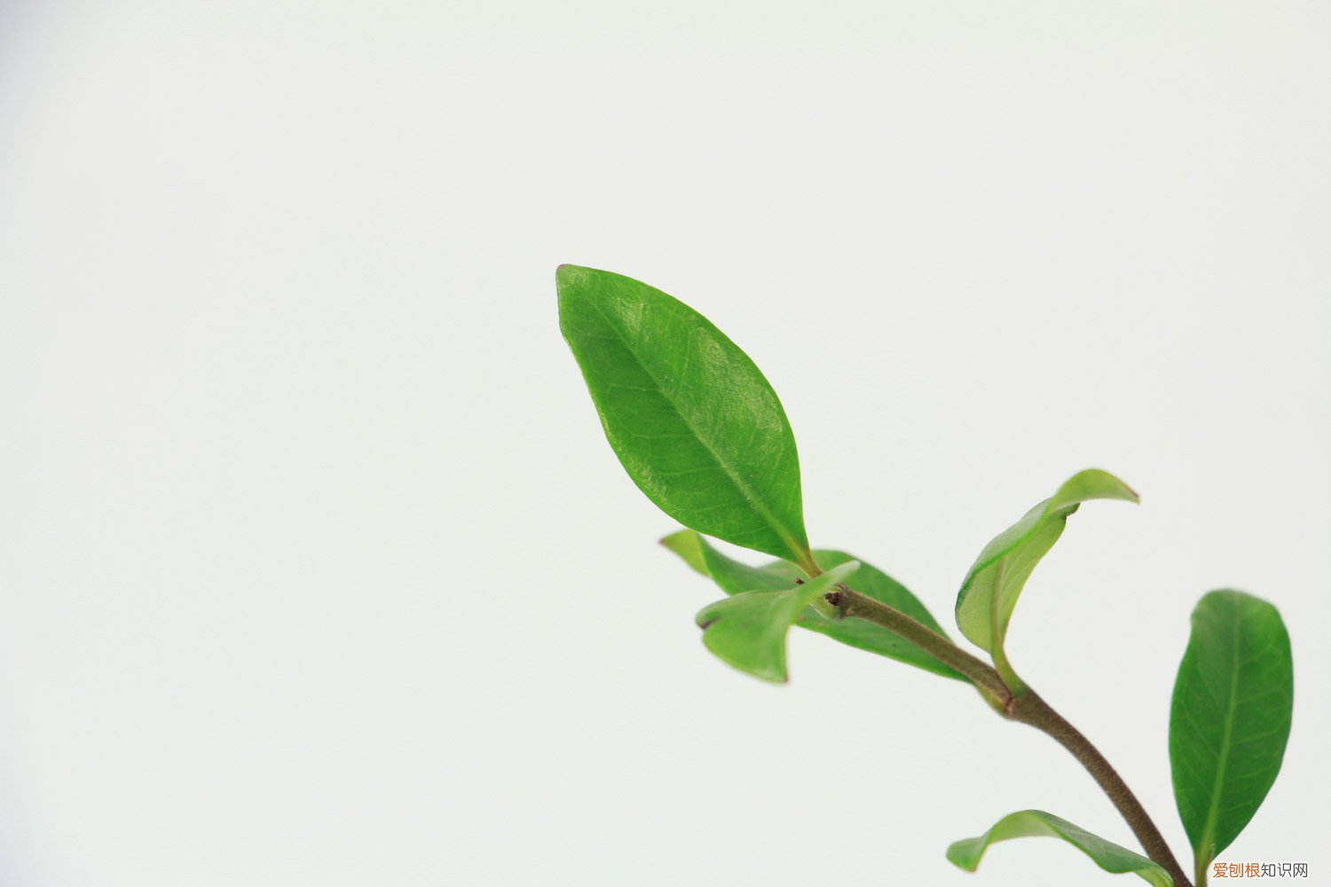 如何让风车茉莉爬藤快? 怎样让风车茉莉爬藤快