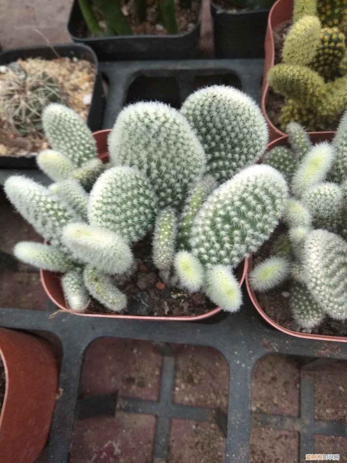 仙人掌怎么移植能活 仙人掌怎么移植