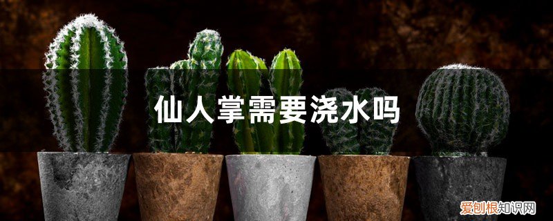 仙人掌须要浇水吗 仙人掌需要浇水吗