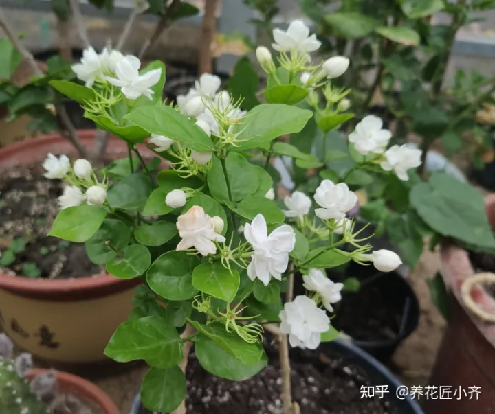 新手怎么养花才能养好，新手想养花，做好简单“3步”，养好一点都不难，关键在“方法”