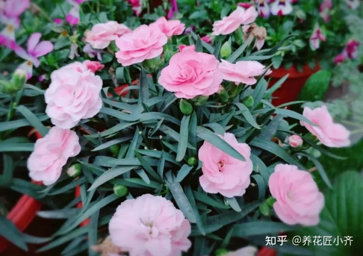 新手怎么养花才能养好，新手想养花，做好简单“3步”，养好一点都不难，关键在“方法”