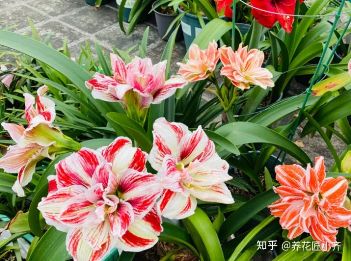 新手怎么养花才能养好，新手想养花，做好简单“3步”，养好一点都不难，关键在“方法”