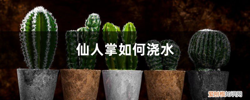 仙人掌如何浇水施肥 仙人掌如何浇水