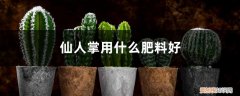 仙人掌类植物施什么肥料 仙人掌用什么肥料好