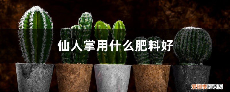 仙人掌类植物施什么肥料 仙人掌用什么肥料好